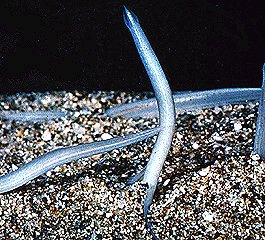 Amphioxus on shell gravel